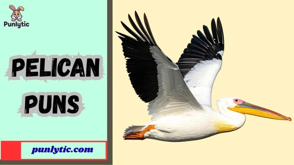 Funny Pelican Puns