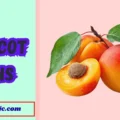 Apricot Puns