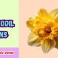 Daffodil Puns