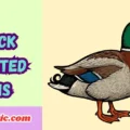 Duck Related Puns