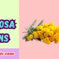 Mimosa Puns