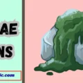 Algae Puns