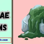Algae Puns