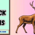 Buck Puns