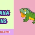 Iguana Puns