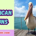 Pelican Puns