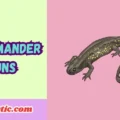 Salamander Puns