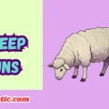 Sheep Puns