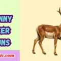 Funny Deer Puns