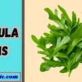 Arugula Puns
