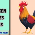 Chicken Jokes Puns